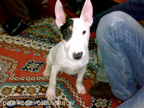 jack Erkek Bull Terrier