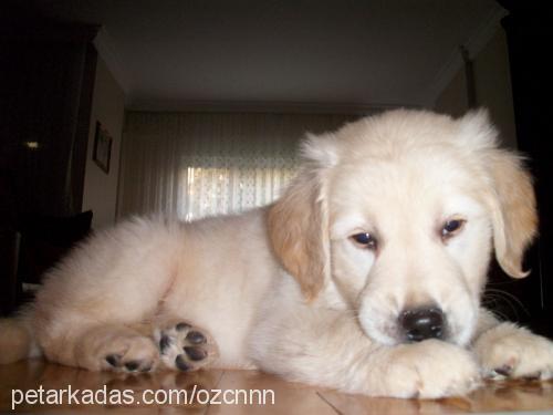 badem Erkek Golden Retriever