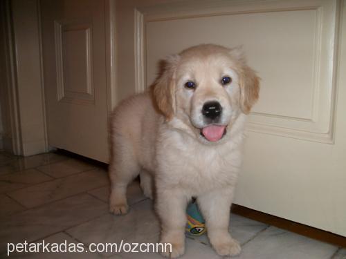 badem Erkek Golden Retriever