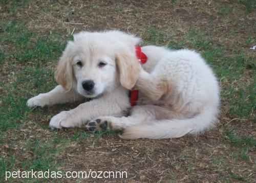 badem Erkek Golden Retriever