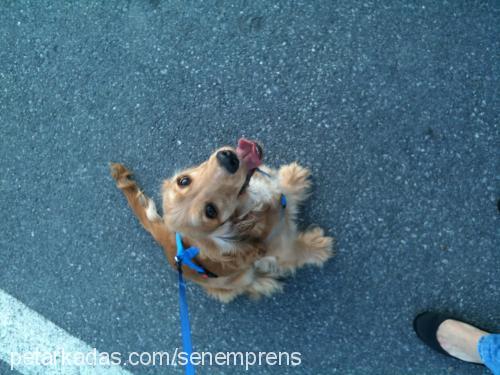 prens Erkek İngiliz Cocker Spaniel