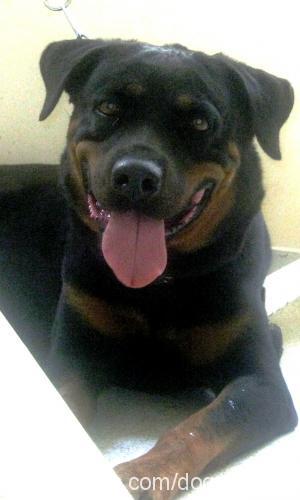 hera Dişi Rottweiler