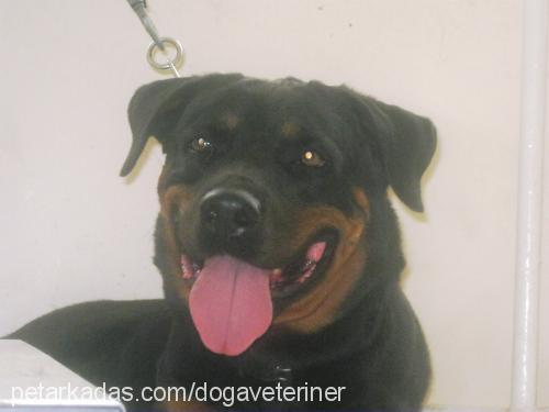 hera Dişi Rottweiler