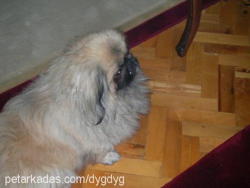 whisky Erkek Pekingese