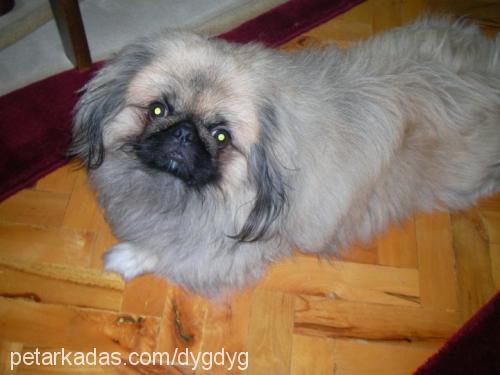 whisky Erkek Pekingese