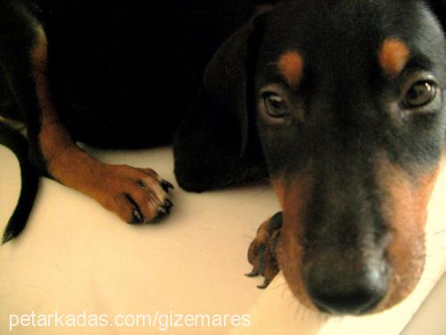 ares Erkek Doberman Pinscher