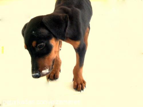 ares Erkek Doberman Pinscher