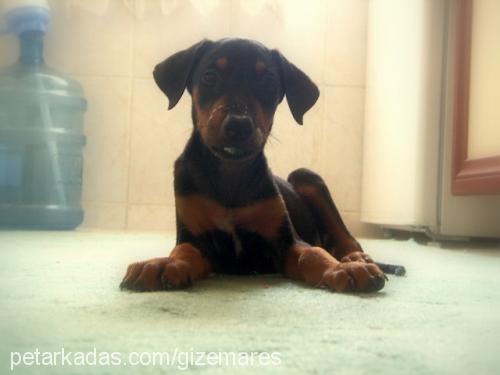 ares Erkek Doberman Pinscher