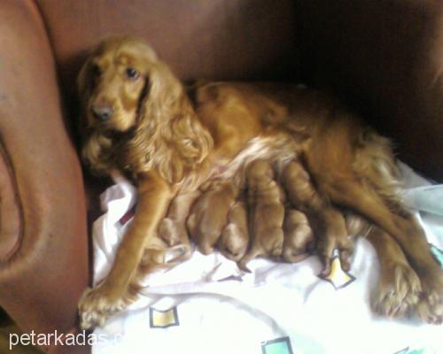 prens Erkek İngiliz Cocker Spaniel