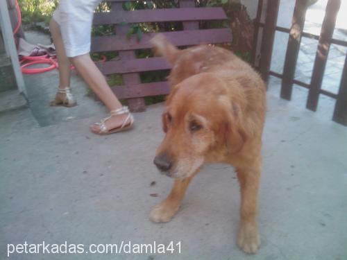 oĞluŞ Erkek Golden Retriever