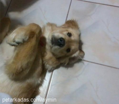 karamel Dişi Golden Retriever