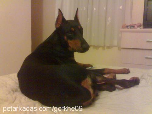 hera Dişi Doberman Pinscher