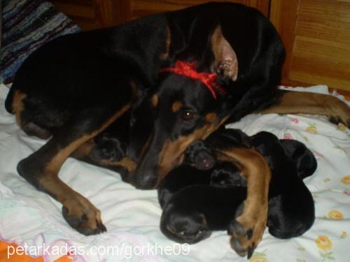 hera Dişi Doberman Pinscher