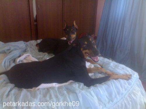 hera Dişi Doberman Pinscher