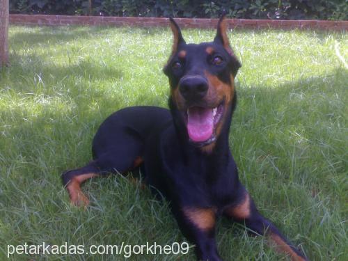 hera Dişi Doberman Pinscher