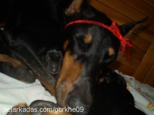 hera Dişi Doberman Pinscher