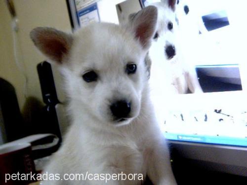 casper Erkek Sibirya Kurdu (Husky)