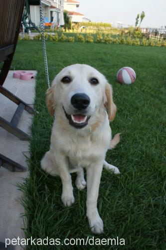 Şila Dişi Golden Retriever