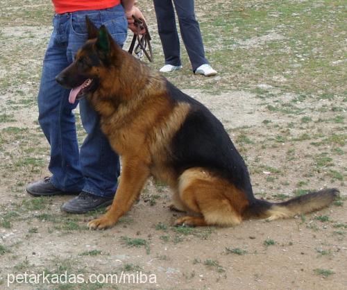 siyu Erkek Alman Çoban Köpeği