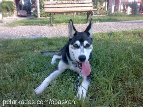 ares Erkek Sibirya Kurdu (Husky)