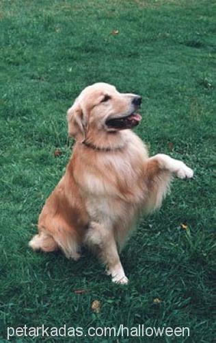 leo Erkek Golden Retriever