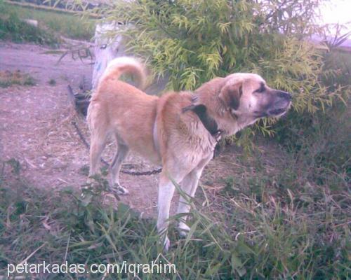 sarı Erkek Kangal