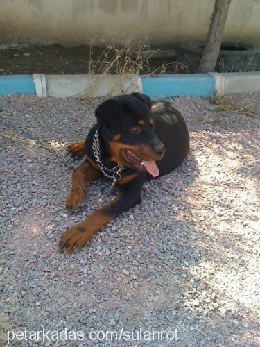 zeyna Dişi Rottweiler