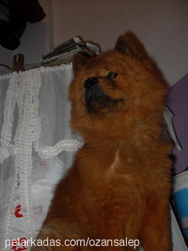 hera Dişi Chow Chow