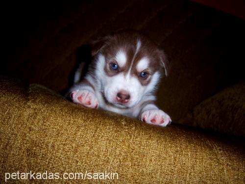 mişa Erkek Sibirya Kurdu (Husky)