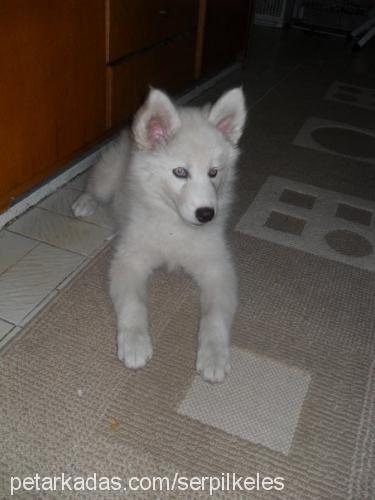 kateee Dişi Sibirya Kurdu (Husky)