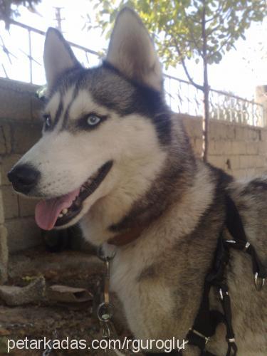 cindy Dişi Sibirya Kurdu (Husky)