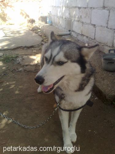 cindy Dişi Sibirya Kurdu (Husky)