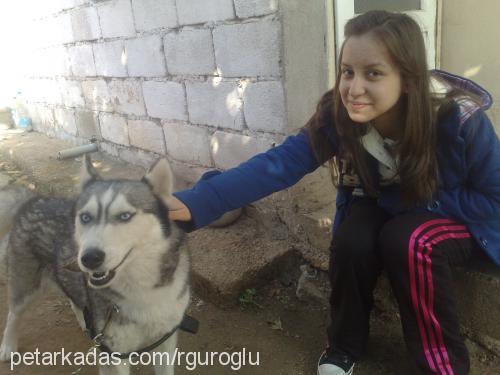 cindy Dişi Sibirya Kurdu (Husky)