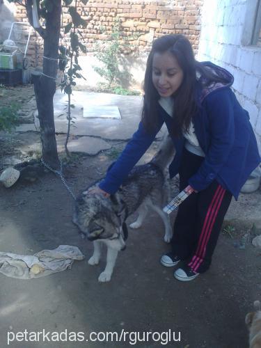 cindy Dişi Sibirya Kurdu (Husky)