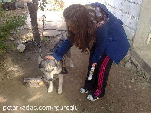 cindy Dişi Sibirya Kurdu (Husky)