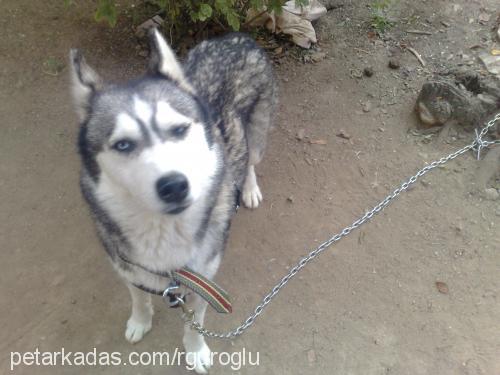 cindy Dişi Sibirya Kurdu (Husky)