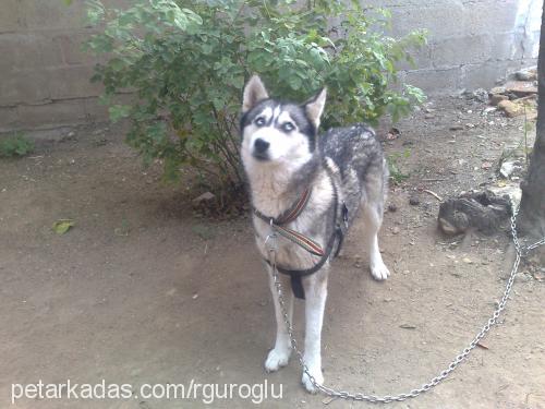 cindy Dişi Sibirya Kurdu (Husky)