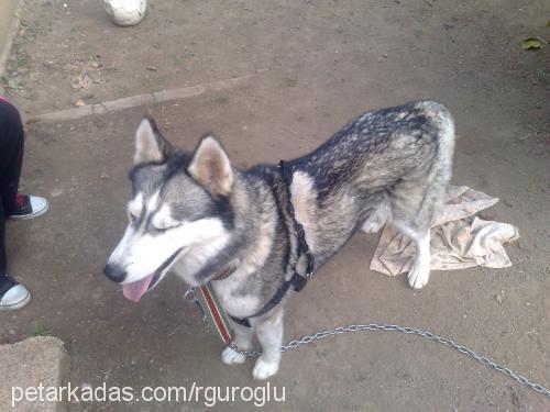 cindy Dişi Sibirya Kurdu (Husky)