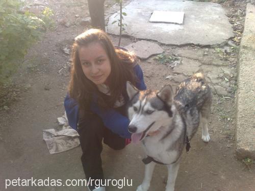 cindy Dişi Sibirya Kurdu (Husky)