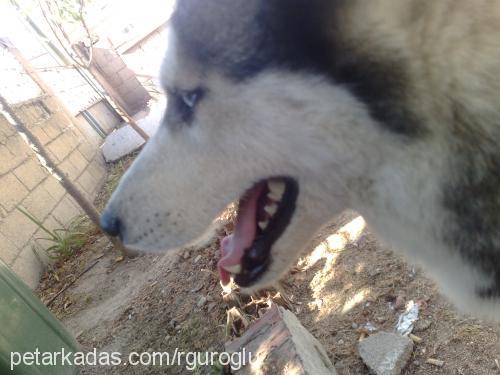 cindy Dişi Sibirya Kurdu (Husky)