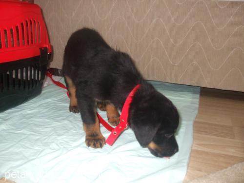 whisky Erkek Rottweiler