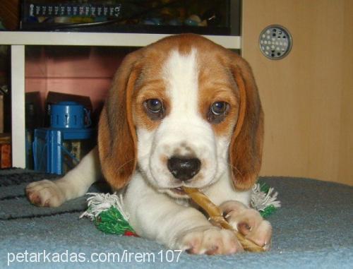 argos Erkek Beagle