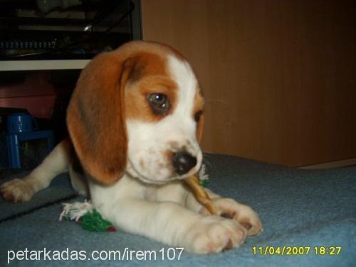 argos Erkek Beagle