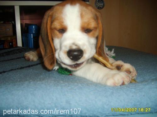 argos Erkek Beagle