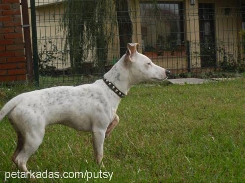 bubble Dişi Jack Russell Terrier