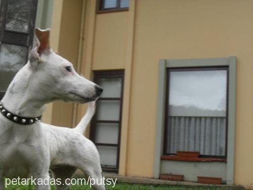 bubble Dişi Jack Russell Terrier