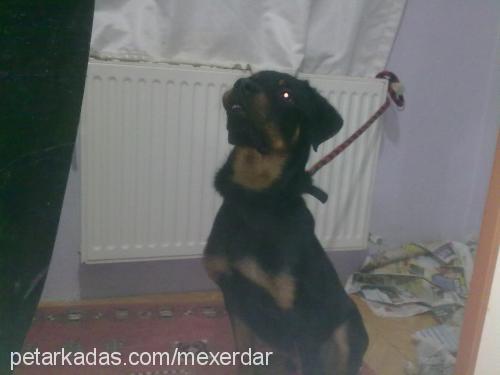 mex Erkek Rottweiler