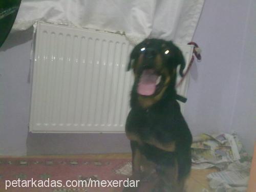 mex Erkek Rottweiler