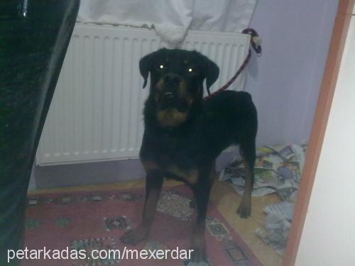 mex Erkek Rottweiler