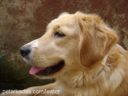 sara Dişi Golden Retriever